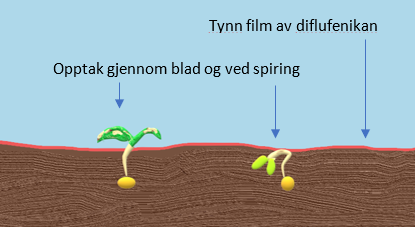 Jordherbicid med bladvirkning diflufenikan